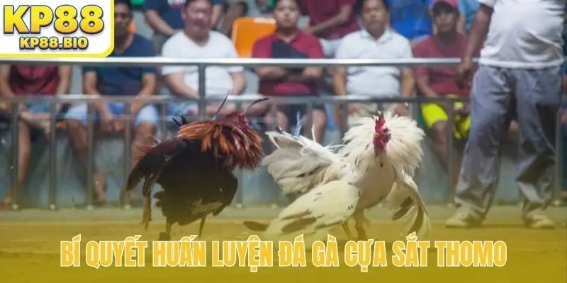 Bí quyết huấn luyện đá gà cựa sắt Thomo
