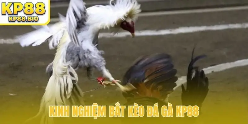 Kinh nghiệm bắt kèo đá gà KP88