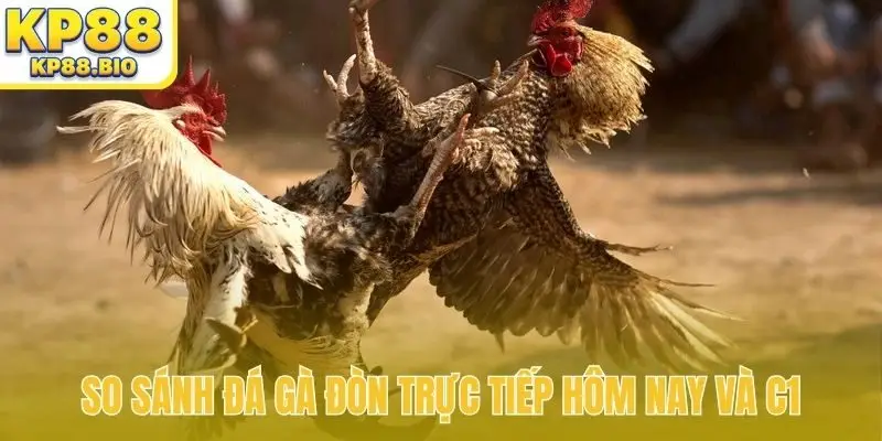 So sánh đá gà đòn trực tiếp hôm nay và C1