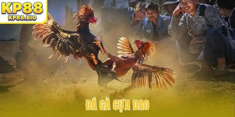 đá gà cựa dao