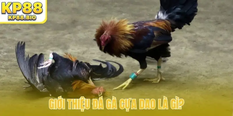 Giới thiệu đá gà cựa dao là gì?