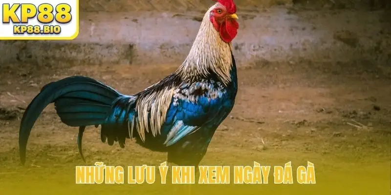 Những lưu ý khi xem ngày đá gà