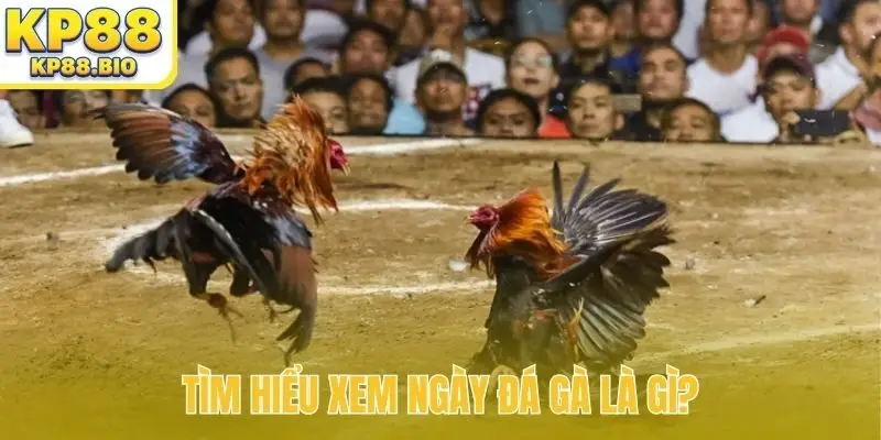 Tìm hiểu xem ngày đá gà là gì?